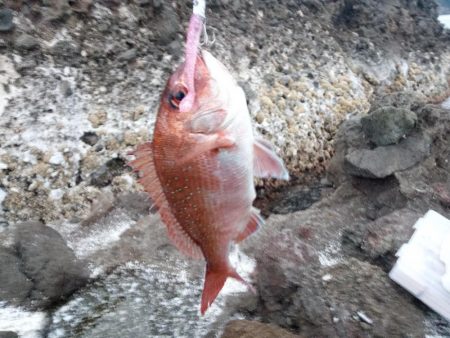 久しぶりの投稿