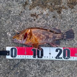 ロックフィッシュ釣行