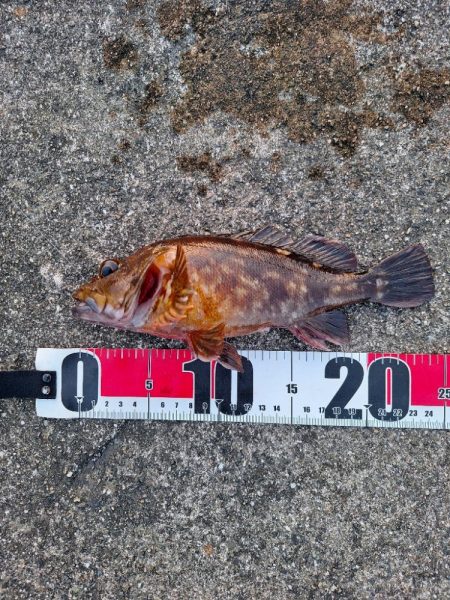 ロックフィッシュ釣行