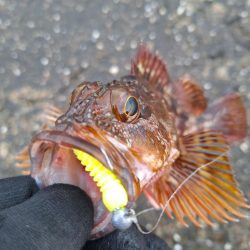 ロックフィッシュ釣行