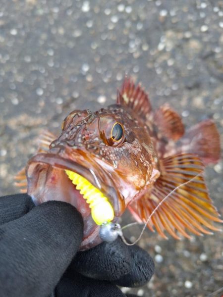 ロックフィッシュ釣行