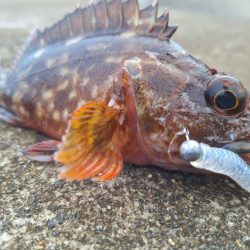 ロックフィッシュ釣行