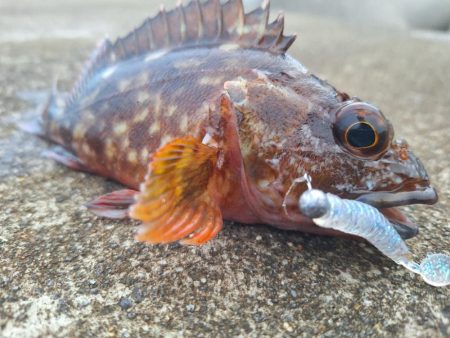 ロックフィッシュ釣行