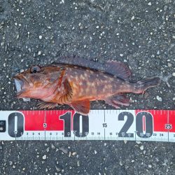 ロックフィッシュ釣行