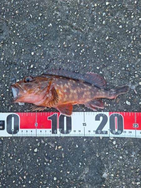 ロックフィッシュ釣行