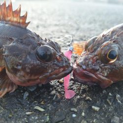 ロックフィッシュ釣行