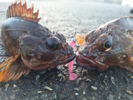 ロックフィッシュ釣行