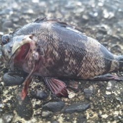 ロックフィッシュ釣行