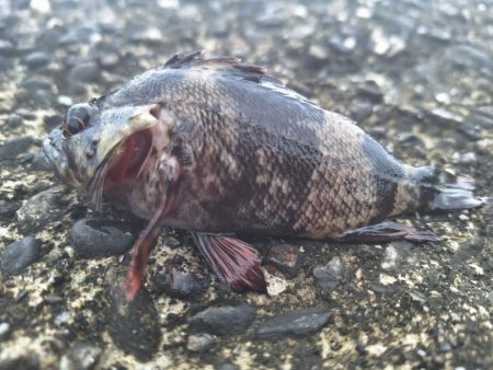 ロックフィッシュ釣行
