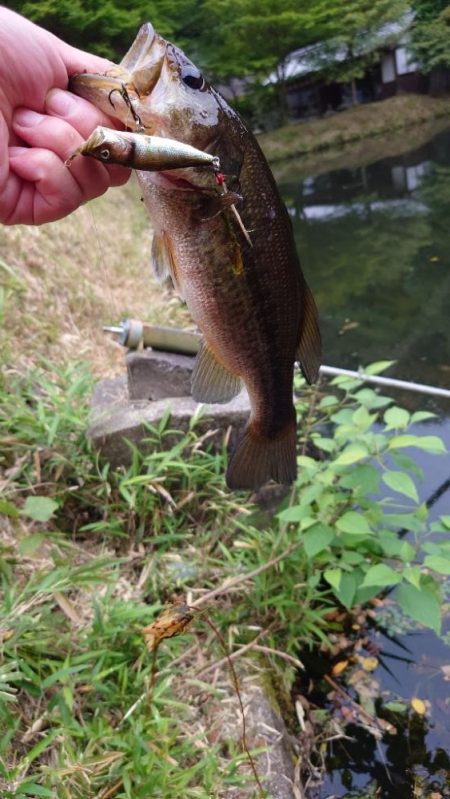 今日もトップで