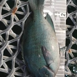 久々の狙いの魚種釣果に笑
