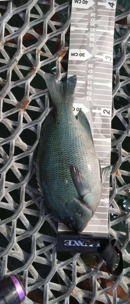 久々の狙いの魚種釣果に笑