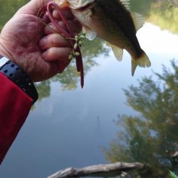 ロングワーム！