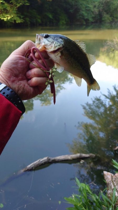 ロングワーム！