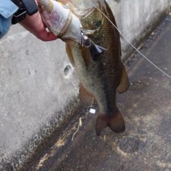 サイトで仕留めた!