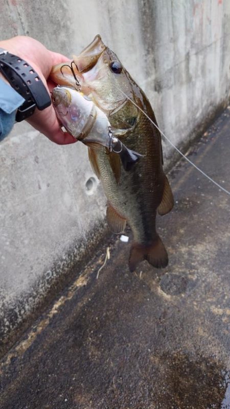 サイトで仕留めた!