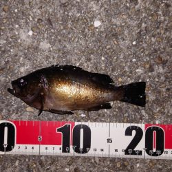 梅雨メバル調査