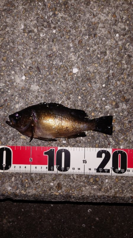 梅雨メバル調査