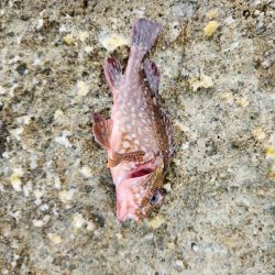 久しぶりのヤーツ！