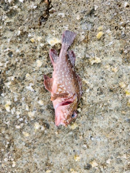 久しぶりのヤーツ！