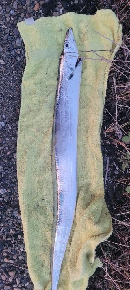 何とか釣れたオフシーズン太刀魚