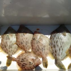 ２週間ぶりのカワハギ釣り