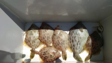 ２週間ぶりのカワハギ釣り