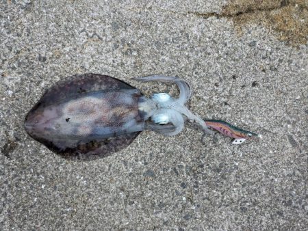 マズメのヒット