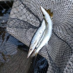 カマス再チャレンジ