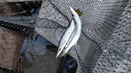 カマス再チャレンジ