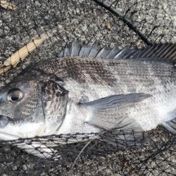 夕マズメチニング