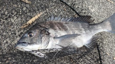 夕マズメチニング