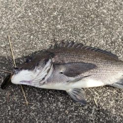 サイトフィッシング