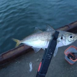 泉大津　アジ釣果