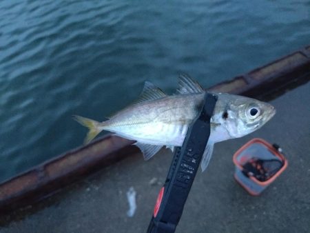 泉大津　アジ釣果