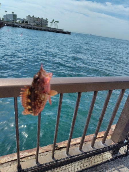 子供達と行くも撃沈