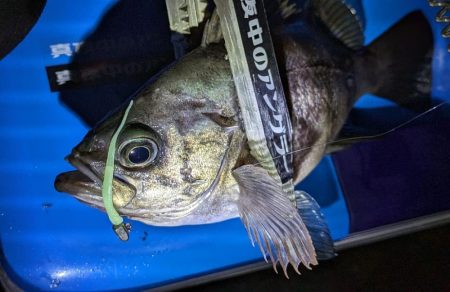 激渋→少し回復？