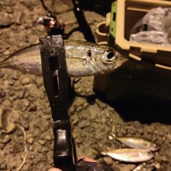 アジ食べたくて