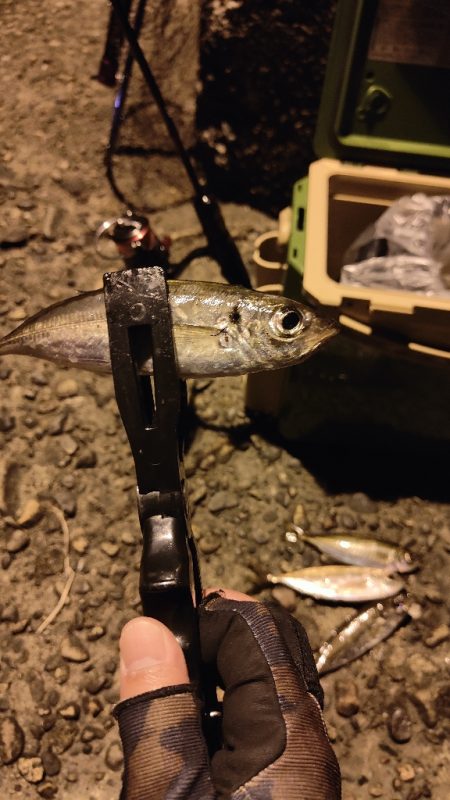 アジ食べたくて