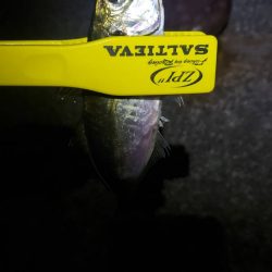 アジ探し@下津周辺