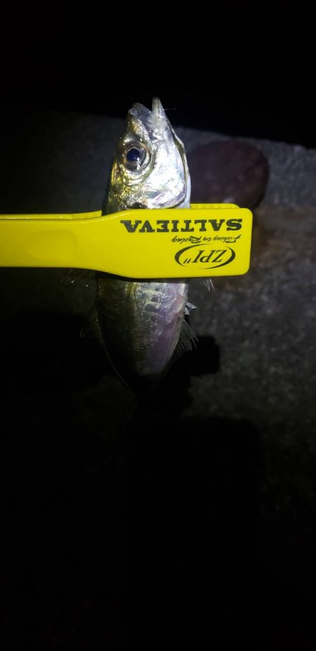 アジ探し@下津周辺