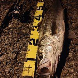 サイズアップ！