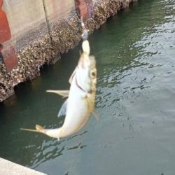 アジ探し@りんくう