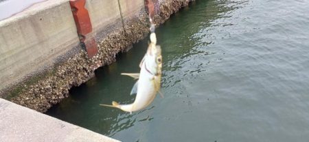 アジ探し@りんくう