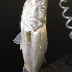 梅雨入り前の釣行