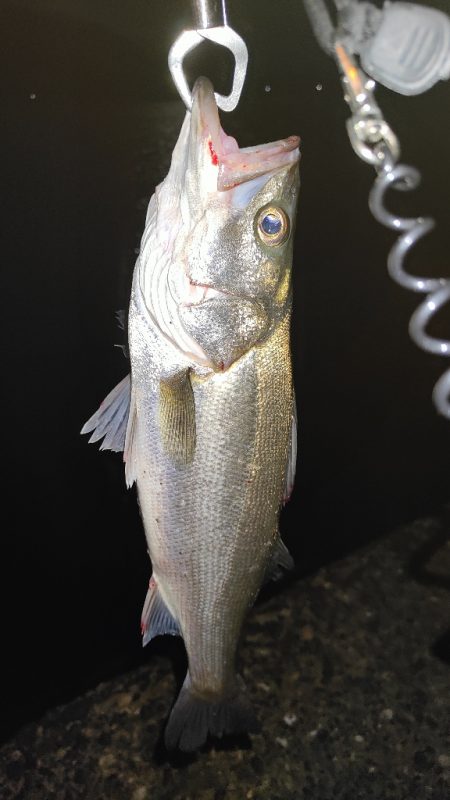 梅雨入り前の釣行