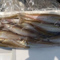 苅屋海岸のキス釣り