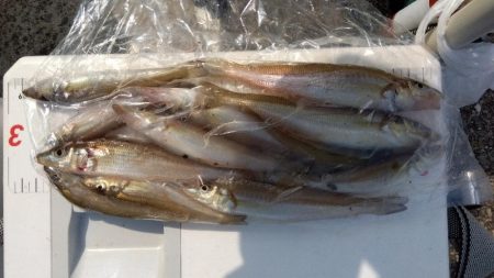 苅屋海岸のキス釣り