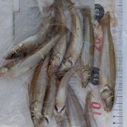 苅谷海岸のキス釣り