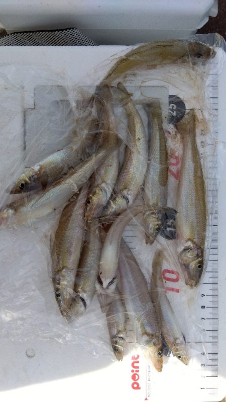 苅谷海岸のキス釣り